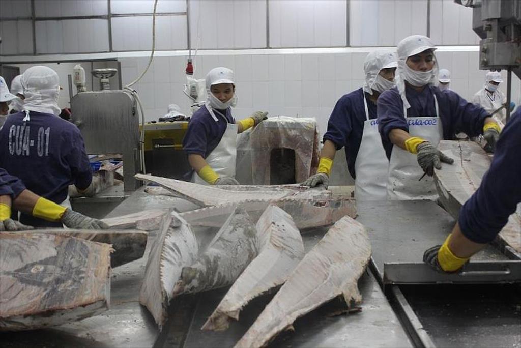 Vietnamese tuna exports to the US picked up again