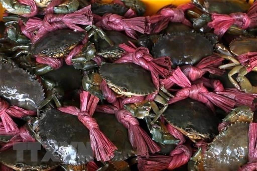 Ca Mau Nam Can crab, U Minh Hot Pot named among Vietnam’s Top 100 specialties