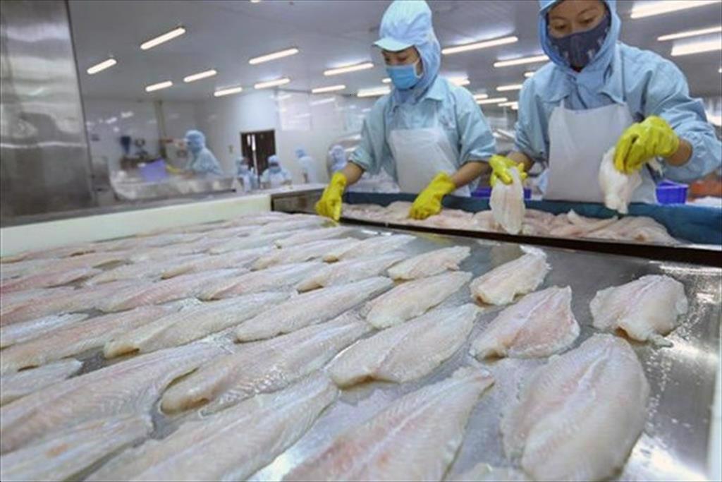 How to help pangasius maintain the increase in export
