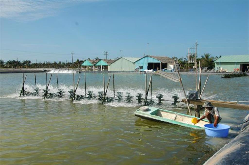 Soc Trang will stock more than 51,000 hectares of brackish water shrimp in 2021