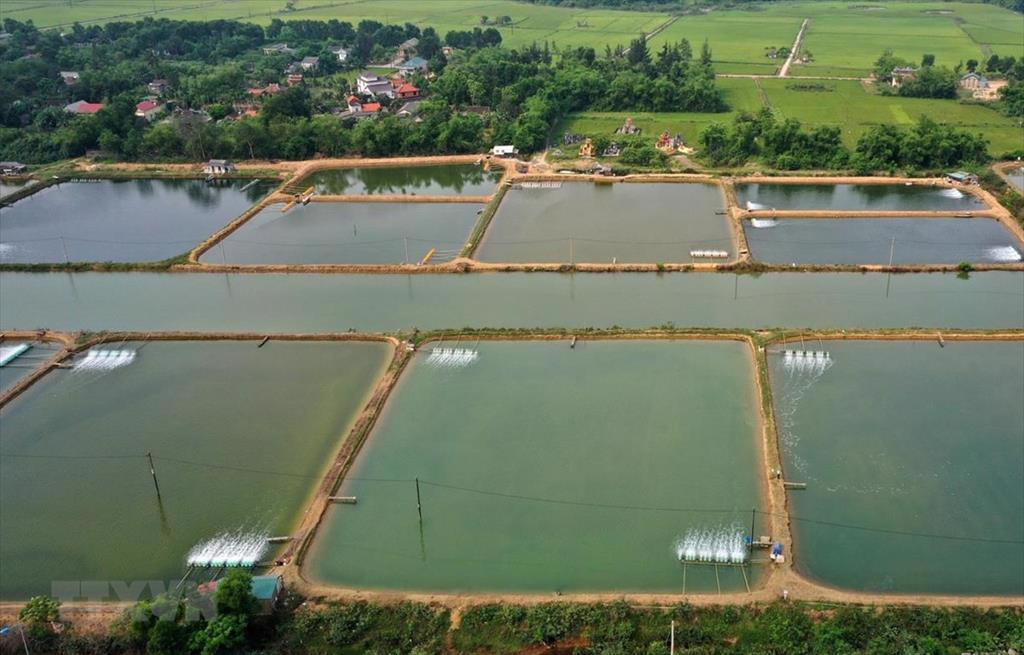 Long An targets at least 60,000 tonnes of aquaculture production