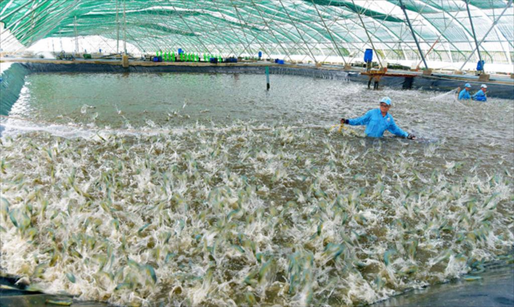 High-tech shrimp farming brings high profits in Bac Lieu province