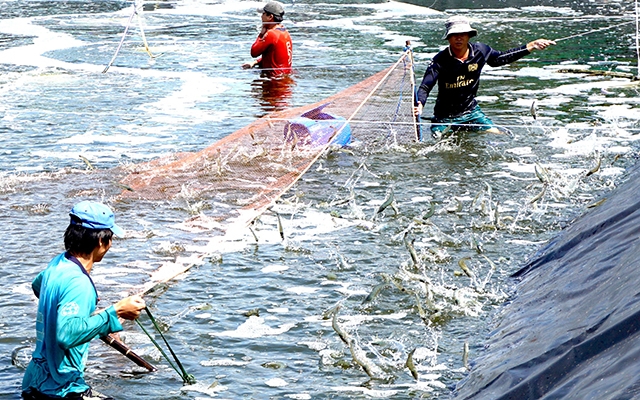Vietnam ensures safety and quality for shrimp exports in the Mekong Delta