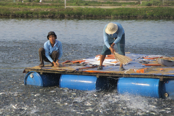 Ben Tre Province Marine shrimp production increased 7 times
