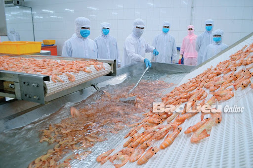 Bac Lieu province High-tech shrimp farming with a yield of nearly 23 tonsha