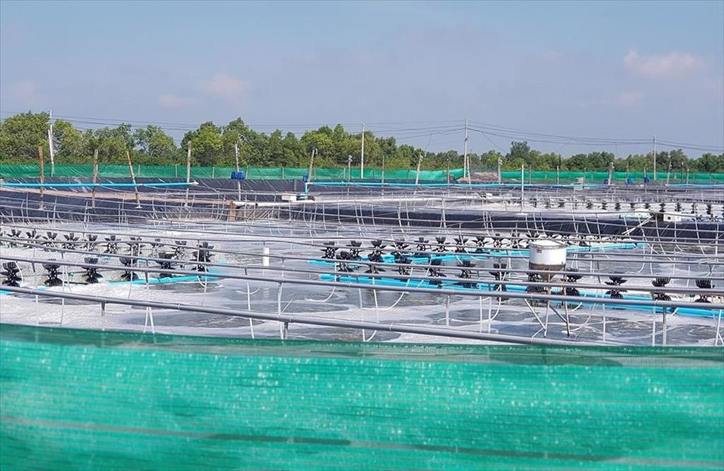 Vietnam seafood industry grew steadily in all fields in the first half of the year