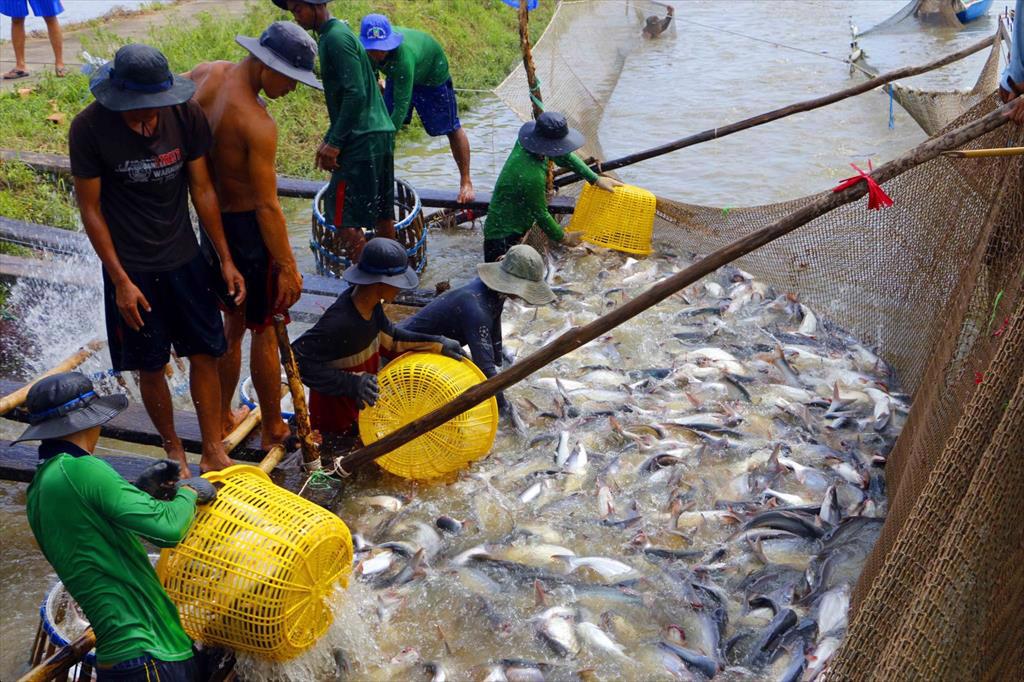 Can Tho city Total seafood production by July 2021 increased by 17%