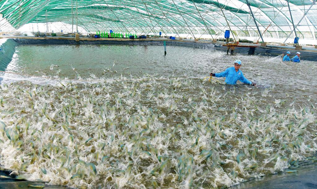 Shrimp capital Soc Trang increased by 32% in shrimp exports in the first half of the year