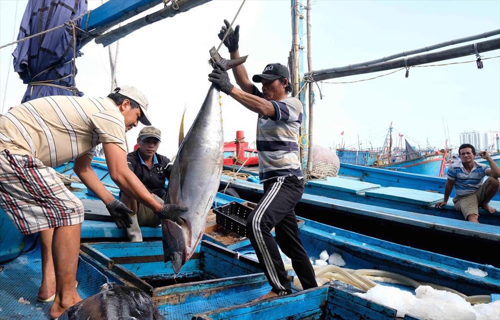Bac Lieu province focuses on efficient and sustainable fishing