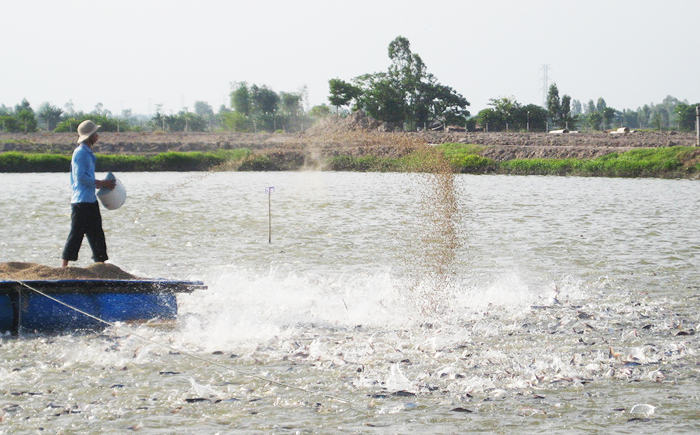 Shaping and developing pangasius farming areas for export