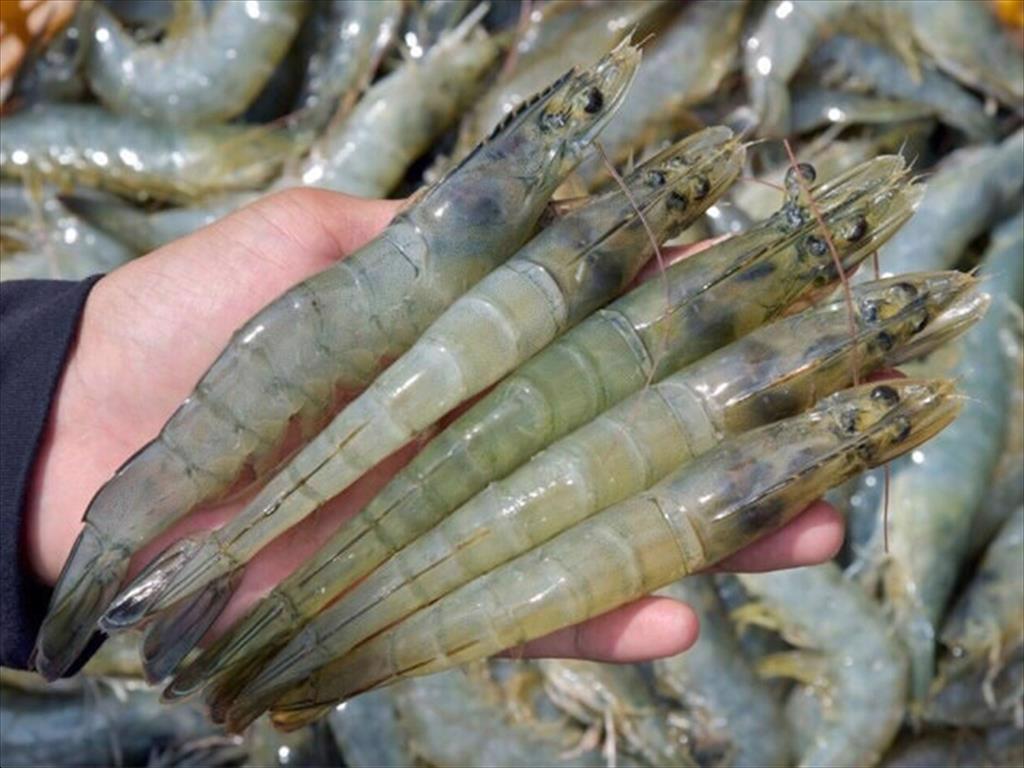 Guangzhou businesses interested in Vietnamese aquatic products