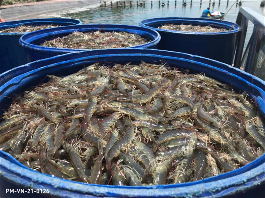 Vietnams fishery output in the first 8 months reached  5.7 million tons