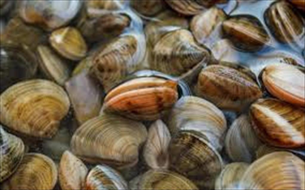 Vietnam clam exports in the first 8 months of 2021 increased by 54%