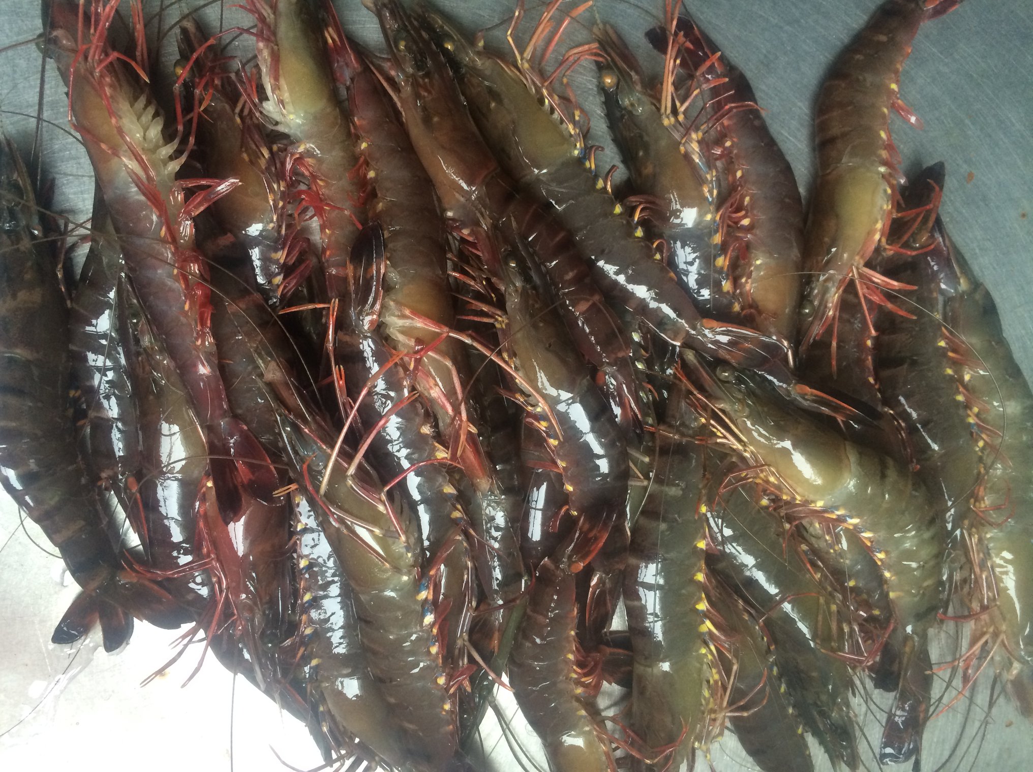 Spain Imports of black tiger shrimp from Vietnam increased dramatically