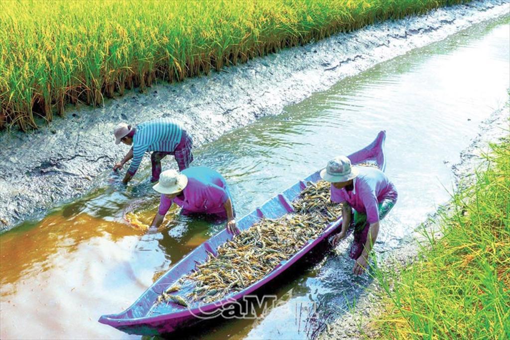The Mekong Delta develops rice-shrimp farming model with high economic efficiency