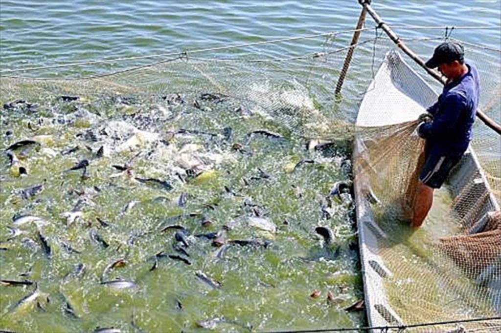 Slight increase in Vietnams seafood output in November 2021