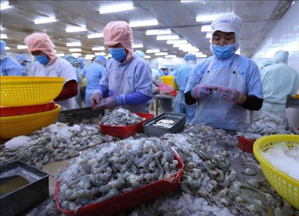 Big room for shrimp industry to increase exports