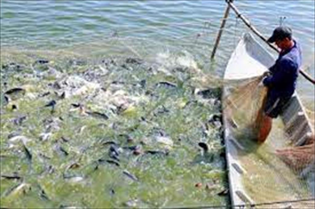 Dong Thap Province A Dutch corporation proposes a project to develop an aquaculture chain with a scale of 26.8ha