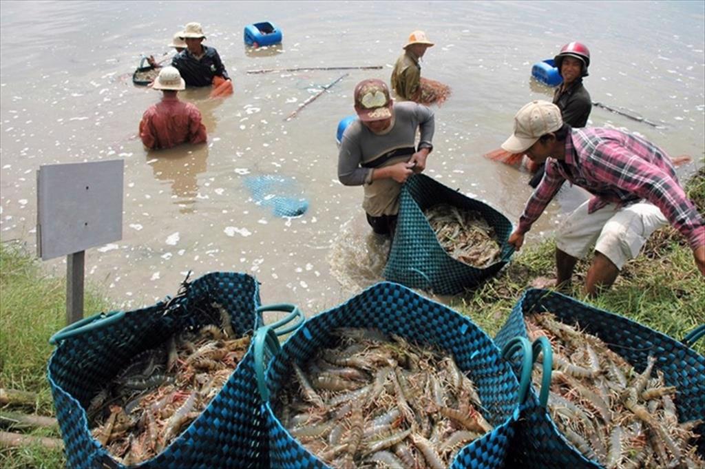 Vietnam’s shrimp exports are expected to reach a growth of 10-12% in 2022
