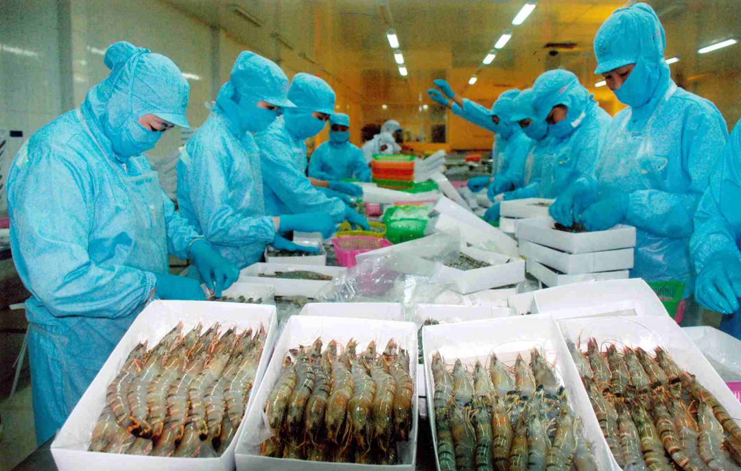 Vietnam’s exports of black tiger shrimp to the United Kingdom surged sixfold. 