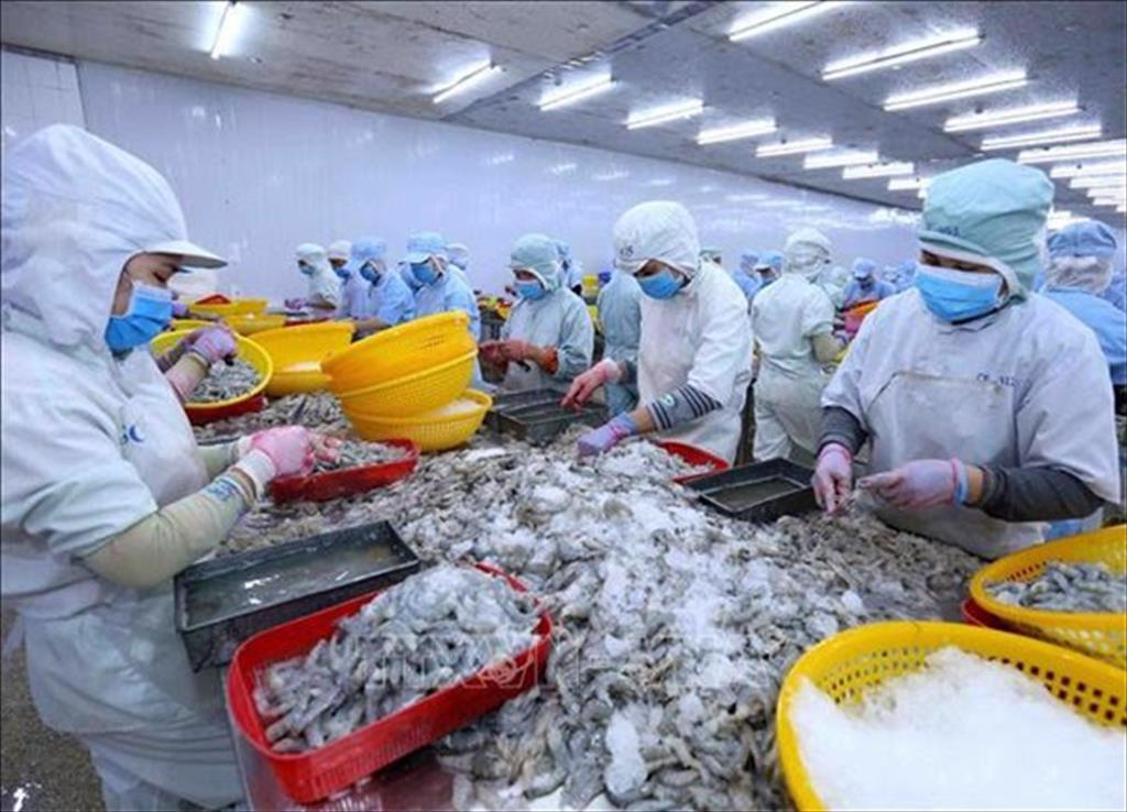 The first 3 enterprises to be granted the right to use the geographical indication Ca Mau for black tiger shimp products