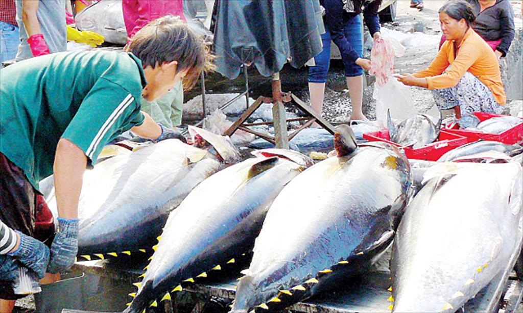 Vietnam companies increase the purchase of tuna for export