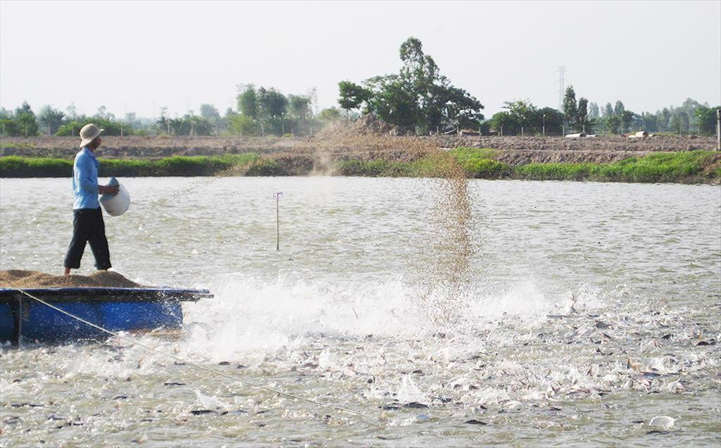 Breakthrough for pangasius industry from high-tech application 