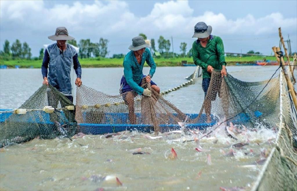 Dong Thap Province Creating a large-scale specialized production area for pangasius farming
