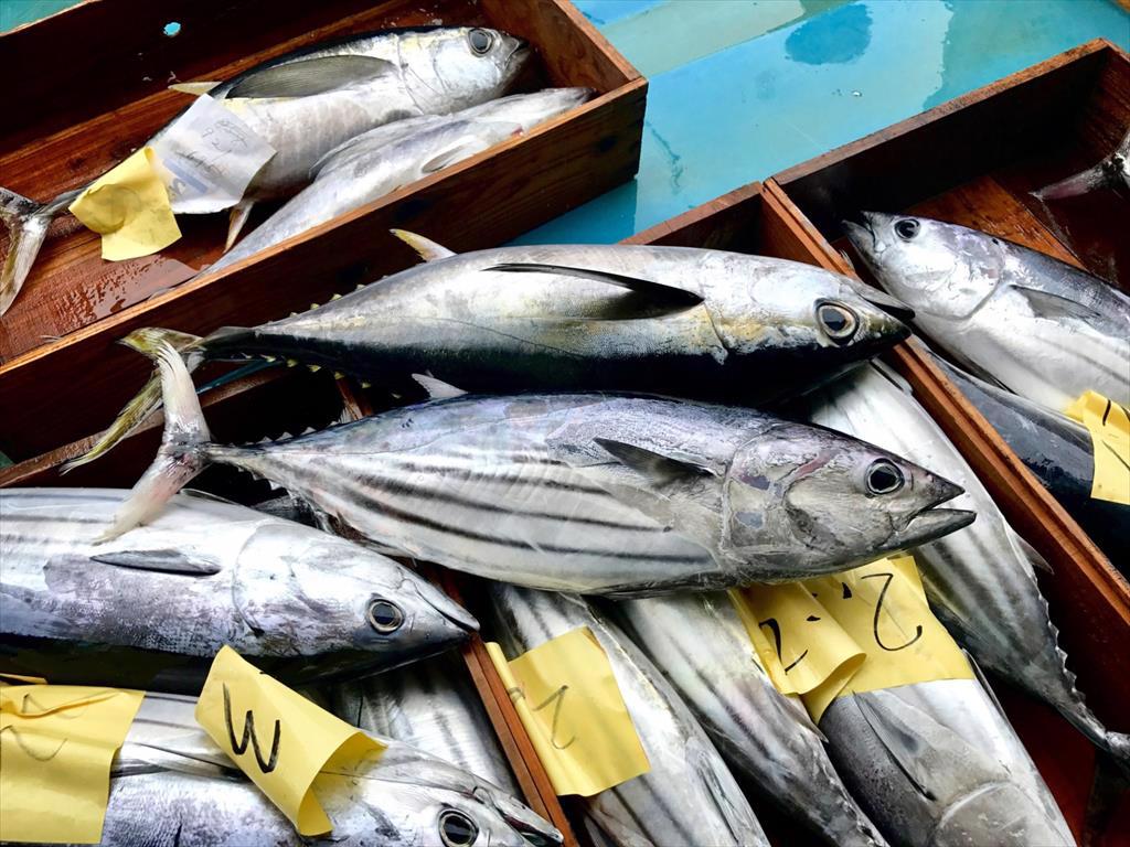 Increase competition in the Mexico tuna market  