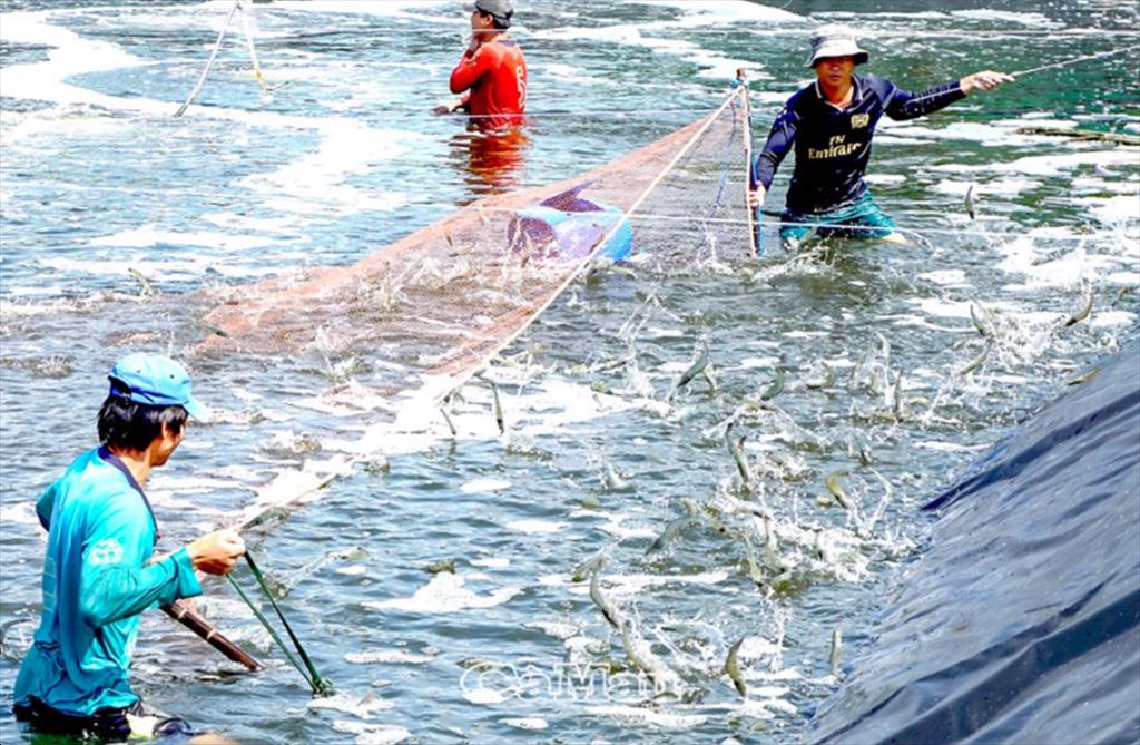 Ca Maus seafood exports increase sharply