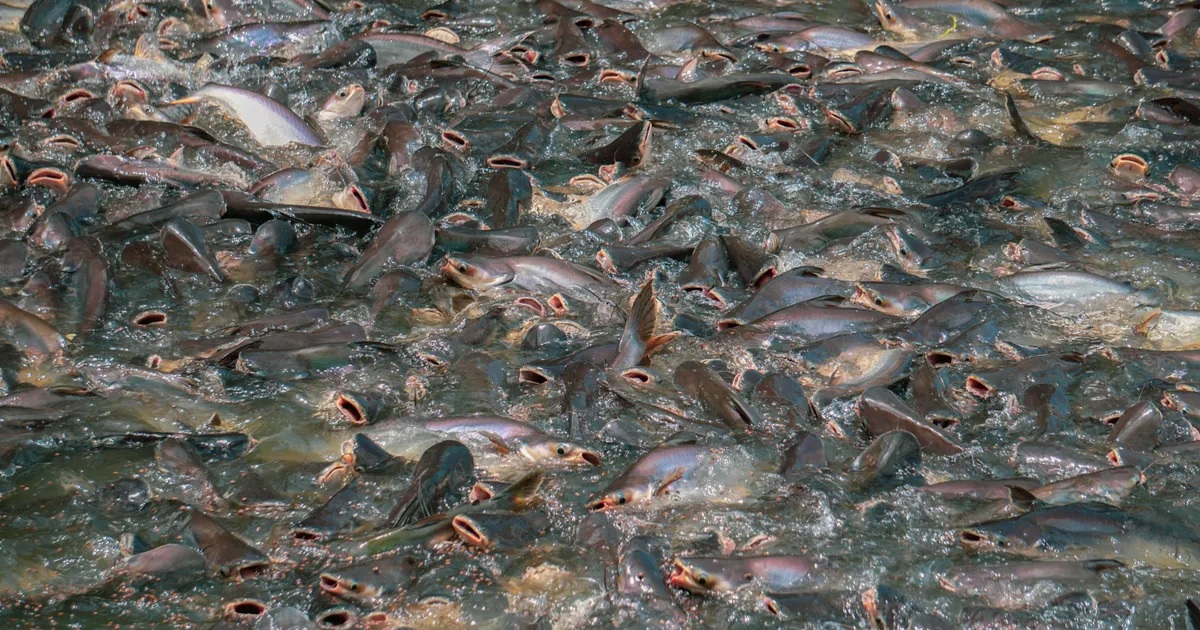 Potential markets for pangasius exports in 2023
