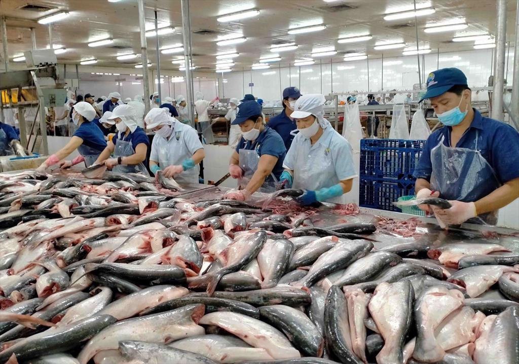 SSI Chinas opening will benefit Vietnamese pangasius exporters