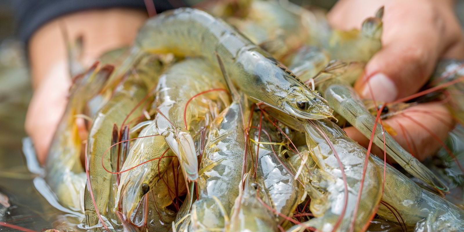 The Ecuadorian record milestone of 1 million tons of shrimp exports and lesson for Vietnam