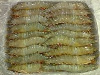 Japan Rise in shrimp consumption