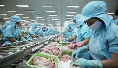 Pangasius exports to EU expected to take advantage of EVFTA 
