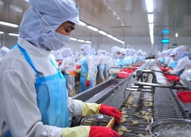 South Korea rose imports of processed black tiger shrimp from Vietnam 