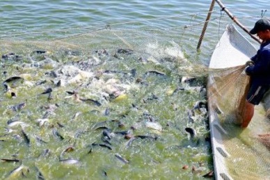 An Giang Farming quality pangasius for exports