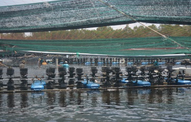Minh Phu aiming to create a revolution in shrimp farming with “2-3-4 technology”