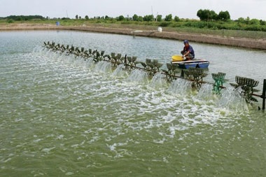 ASC, MARD cooperate to promote responsible aquaculture in Vietnam