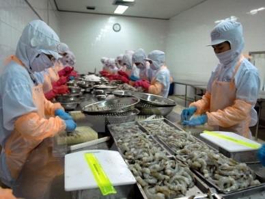 Binh Dinh works on hi-tech shrimp farming to raise export value
