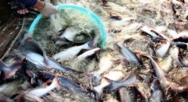 Vietnam seafood exports estimated at US$4.3 billion