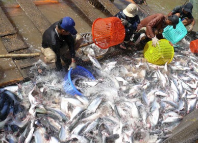 Aquatic export hits 2.1 bln USD in four months