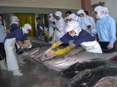 CPTPP has not brought much advantages for Vietnam tuna industry