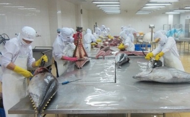 Export of yellowfin tuna to Italy rose by 60%