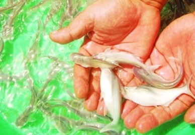 Mekong Delta to have quality breed sources for fishery, fruit and rice