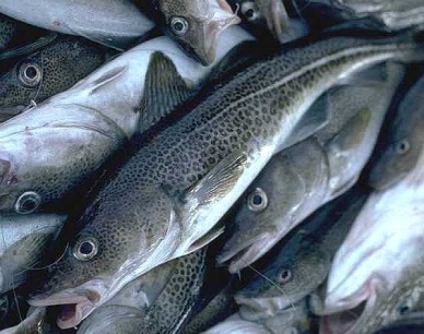 Frances whitefish sales boom salmon loses ground