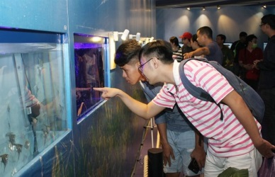 HCM City eyes ornamental fish breeding