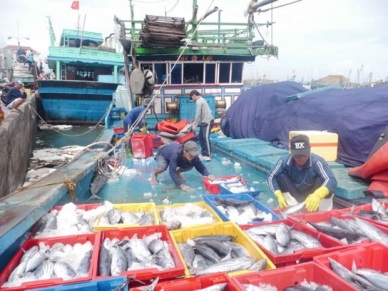 Khanh Hoa’s tuna fishermen net high profits