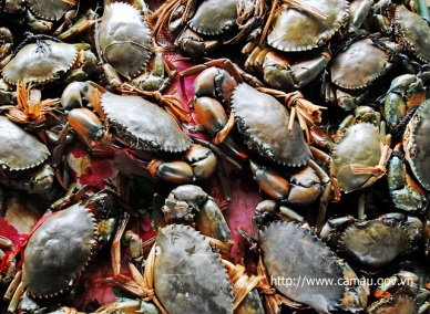 Ca Mau develops ecological crab farming