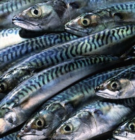 European mackerel stock could be at historic high Survey estimates numbers at 8.8 million tons
